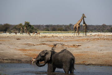 elephants in the river with giraffes and wildebeest in the background