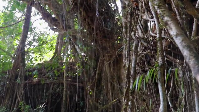 double decker living route bridge built by nature at forests from low angle