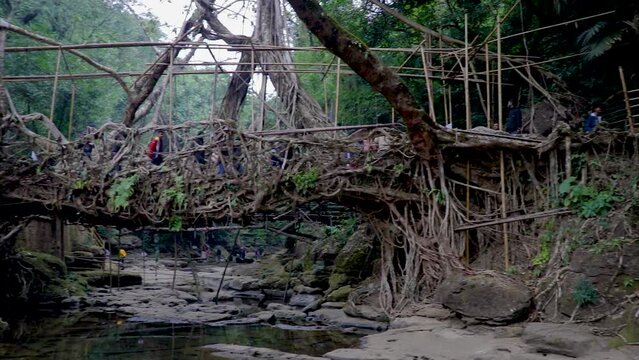 living route bridge built by nature at forests from flat angle