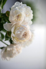 White peonies close-up with a blurred background.