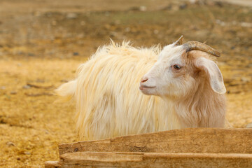 Obraz premium goat on the meadow