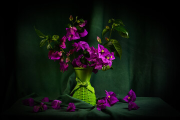 Bougainvillea Purple Flower Ornamental Plants