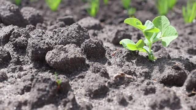 Seedling of young green peas outdoors in a garden plot. Growing organic products.