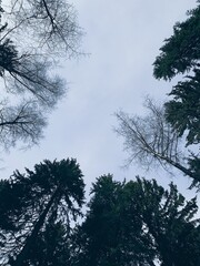 skies circle of trees