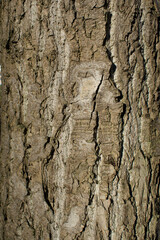 tree bark isolated texture