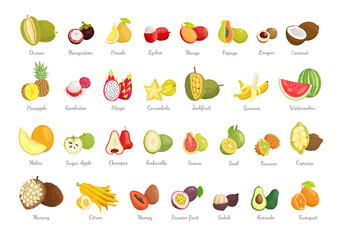 Durian and mangosteen summer fruit exotic set, collection of fresh food with headlines, rounded coconut, yellow melon, avocado vector illustration