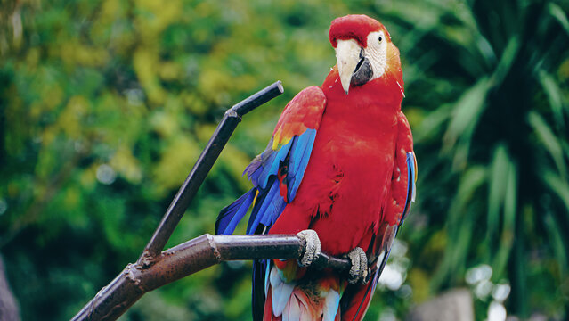 The parrot on its perched branch/Le perroquet sur sa branche perch&eacute;