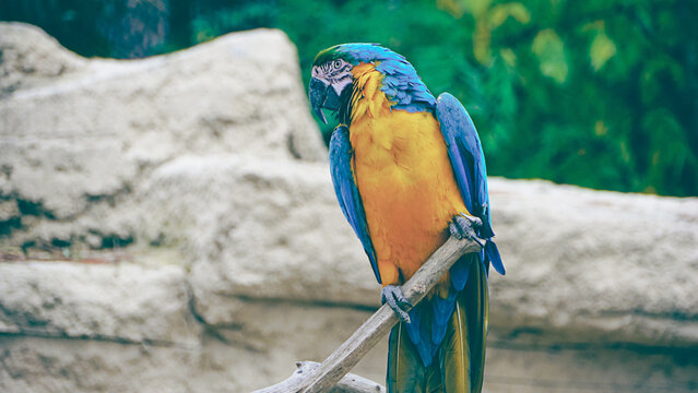 The parrot on its perched branch/Le perroquet sur sa branche perch&eacute;