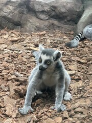 lemur in the zoo
