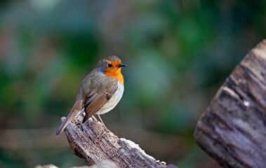 Eurasian robin searching for grubs and insects