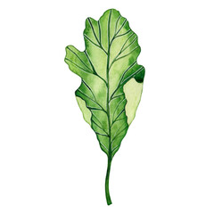 Watercolor drawing of romaine leaf isolated on white background. Salad. Green vegetables. Healthy food. farm product.