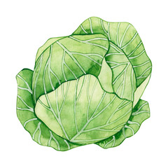 Watercolor drawing cabbage isolated on white background. farm product. Healthy food. Green vegetables. - obrazy, fototapety, plakaty