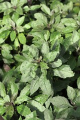 leaves in the garden