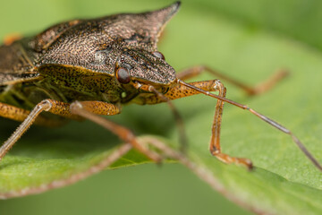 Close-up of a Beetle Bug on a green leaf