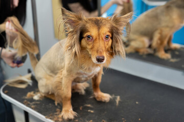 A groomer shaves a dog's fur with an electric razor in a barber shop