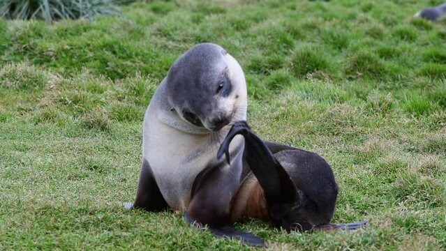 Antarctic fur seals pup close up on grass