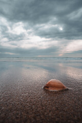 Eine Muschel am Meer liegend