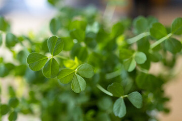 Shamrock close up