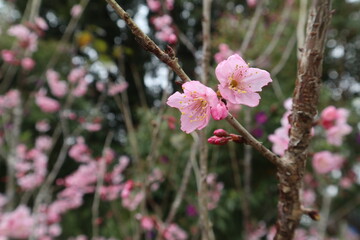 Obraz premium Japanese cherry blossom tree with blue sky design for family lifestyle close-up
