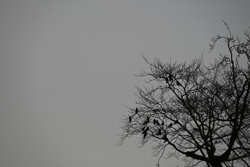 silhouette of a tree