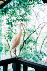Egret standing in tropical bird park, Kuala Lumpur