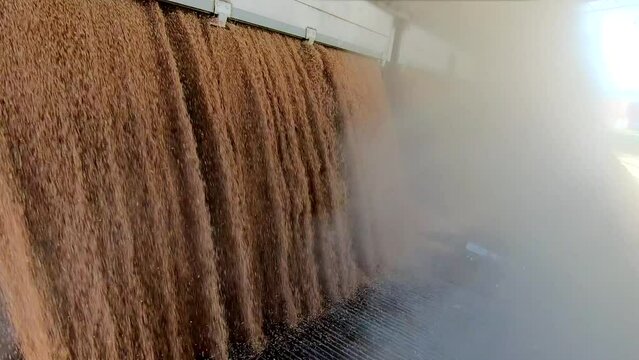 Unloading wheat from the tractor trailer in a silo after harvest