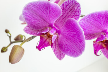 Fototapeta na wymiar A blooming magenta orchid of genus phalaenopsis on white background. Pink orchid flowers for publication, poster, calendar, post, screensaver, banner, cover, website, space for your design or text
