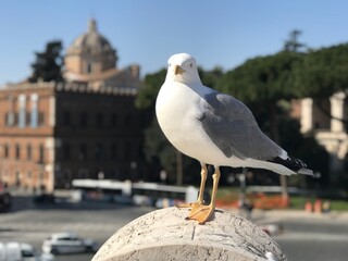 seagull sitting on a pole
