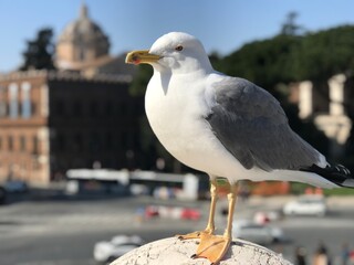 seagull sitting on a pole