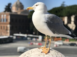 seagull sitting on a pole