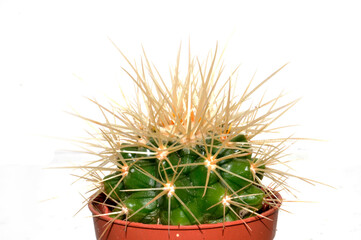 cactus isolated on white background