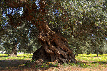 Centenarian Olive Tree. Salento, South Italy