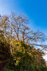 Árboles con cielo sin nubes de fondo