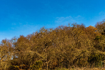 Árboles con cielo sin nubes de fondo