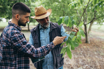 farmers talking in walnut orchard