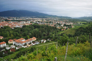 Fototapeta na wymiar Hills of Maribor and Fields of Vine Plant 