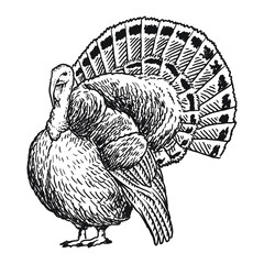 wild turkey avian pet hand drawing