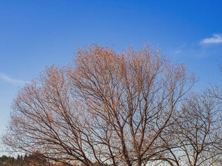 A sprawling autumn tree with fallen leaves against a bright blue sky with a forest in the distance on a sunny day