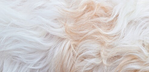 brown white fur texture close-up abstract fur background