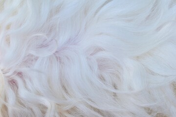 Obraz premium close up of a fur