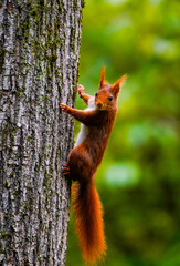 écureuil amusant