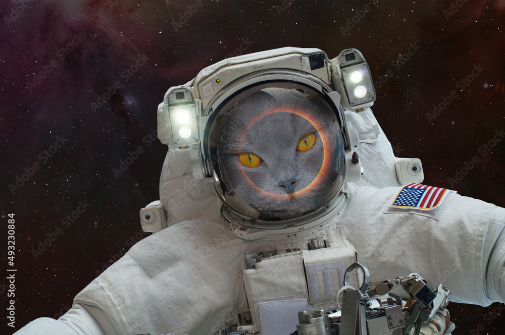 Poster cat astronaut in outer space with spacewalk, watching the solar eclipse 