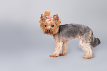 Yorkshire terrier puppy looking up on gray background