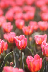 beautiful tulips in the garden