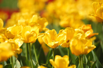 Obraz premium beautiful tulips in the garden