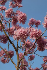 pink flowers background of blooming Tabebuia rosea design for holiday and spring concept