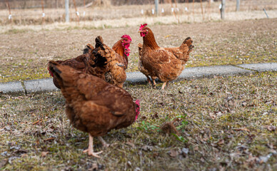 chickens looking for food in garden outdoor