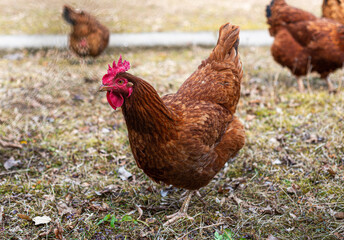 chickens looking for food in garden outdoor