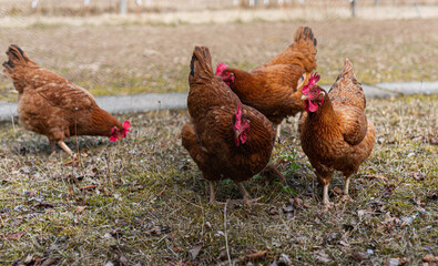 chickens looking for food in garden outdoor