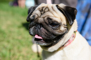 Obraz premium Portrait of a pug dog with his tongue hanging out against the background of green grass.